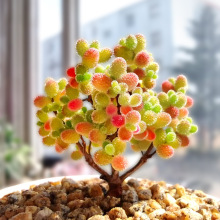 ����֦�ɷ��Ӷ���ֲ�ﻨ�ܸ߶�С����ϡ��Ʒ�N���F��Ʒ�Gֲ���B��