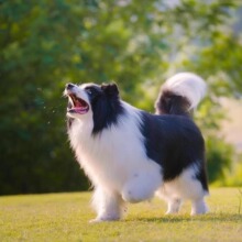 纯种边牧幼犬宠物活体狗狗边境牧羊犬中型工作犬护卫犬小狗活物