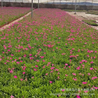 欧石竹盆栽花卉绿化工程欧石竹小苗穴盘四季开花欧石竹苗木批发