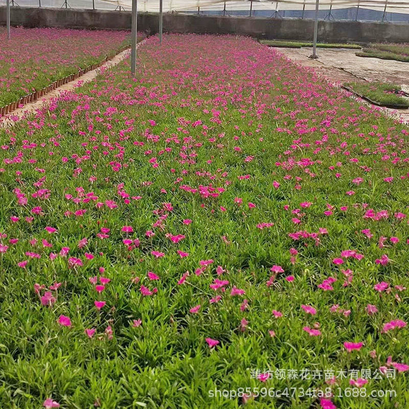 Европейский каменный цветок в горшке, проект по зеленению Европейский каменный цветок, лоток для рассады, цветущий в любое время года, оптовая продажа рассады европейского каменного цветка