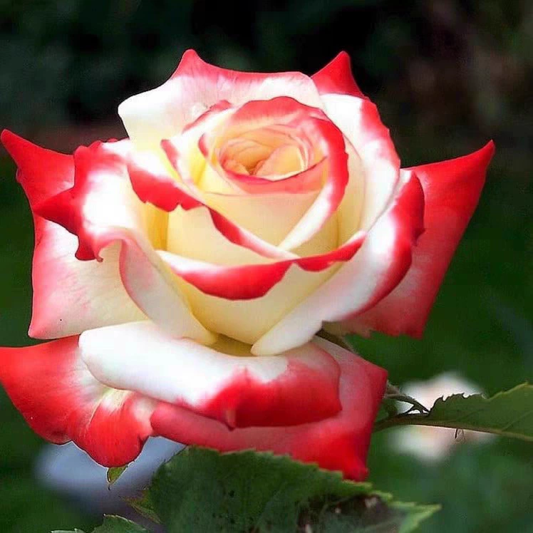 Дропшиппинг Farah Queen, розовые саженцы, цветущая роза, вьющееся растение, виноградная лоза, саженец розы, зеленое растение