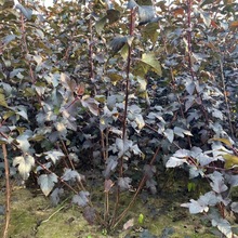 紫叶枫箱树苗 金叶风箱绿篱苗 枫箱营养杯苗规格全  价格优惠