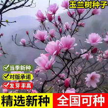 �����²����m��N��ӭ����ľ�m���ô��V���m�ͺ��ͺ����~��ľ��N