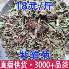 紫雏菊 紫锥菊 紫松果菊 松果菊批发代发