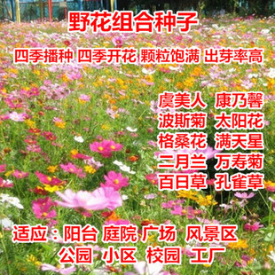 Ұ���M�ϷN���ļ�����˹�ո�ɣ��������̫ꖻ��G�����̲ݾհ��ղ�