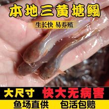 淡水养殖塘角鱼苗广东广西本地塘鲺鱼苗八须三黄塘鲺鱼苗鲜活土鲶