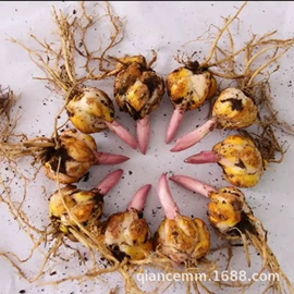 盆栽;种子;园林果树