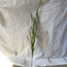 �F؛���Q��֧������~����羳����ֲ�﹤���쾰ֲ��廨��ˇ