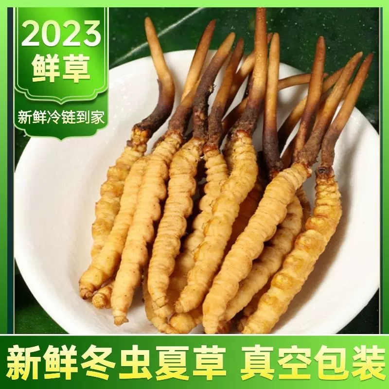 2023新鲜头茬那曲冬虫夏草西藏头期高海拔虫草大量批发 产地直供
