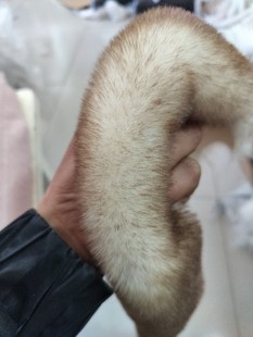 �¿��pɫ�«H��ë�l����ë��Ƥ�lƤ�ݗl��߅�o�����۝h�����L���l