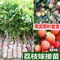 Рассада личи оптом прививка Рассада личи Feizixiao Guiwei Рассада личи Гуанси Фруктовая рассада подходит для видов во дворе
