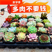 ���w���B�����ײ;Gֲ�M���҃��⻨��С���Ժ����������l