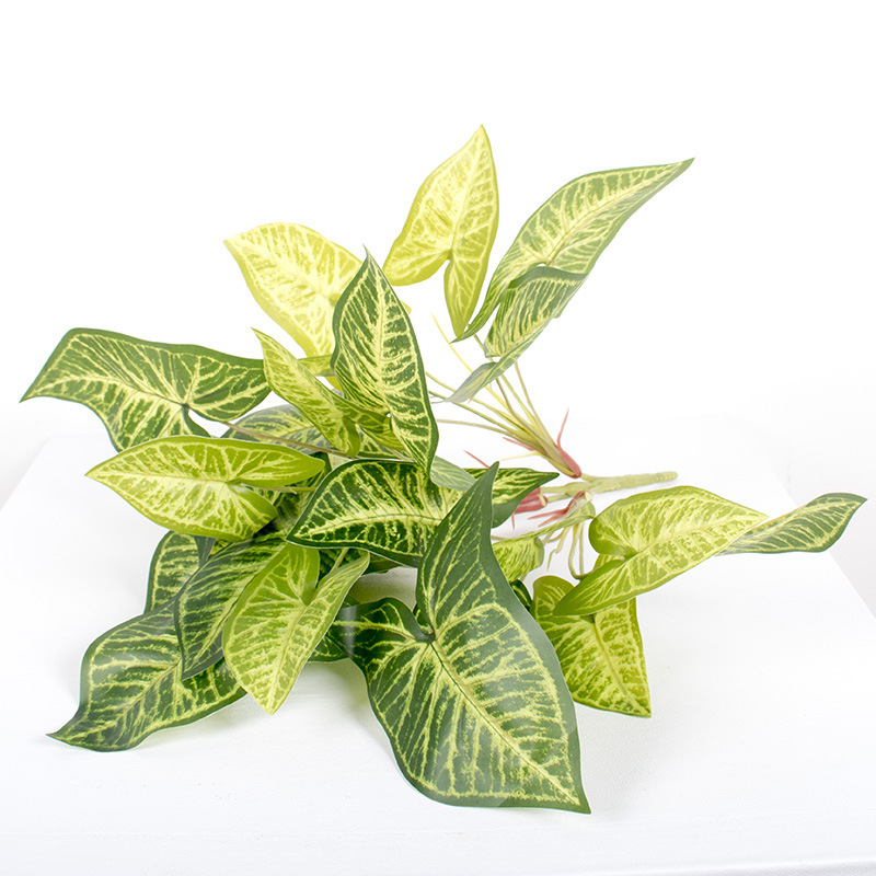 4-Cabeza señaló Taro