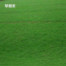 批发早熟禾草种子护坡狗牙根草籽高羊茅四季青多年生黑麦草草坪种