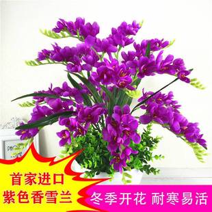 [Strong-Scented Four-Season Flowering] Double-Flowered Fragrant Snow Orchid Bulbs and Freesia Potted Plants for Four-Season Planting and Perennial