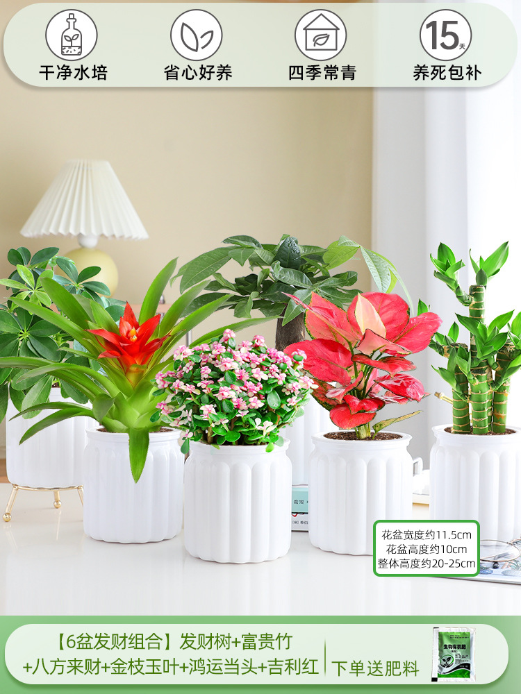 [6 화분 행운 조합] 돈나무 + 행운의 대나무 + 사방에서 오는 부 + 금가지와 옥잎 + 행운 + 상서로운 빨간색