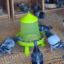 ������Ʒ�þ������Ԅӷ������Rʳ������ιʳ����Ͳ������©ʳ��