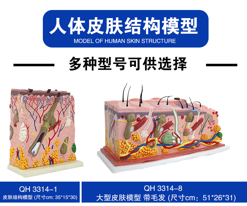 皮肤模型_02.jpg