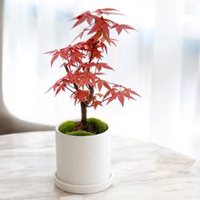 日本红枫盆景四季好养活室内桌面盆栽老桩耐寒观叶植物红舞姬树苗