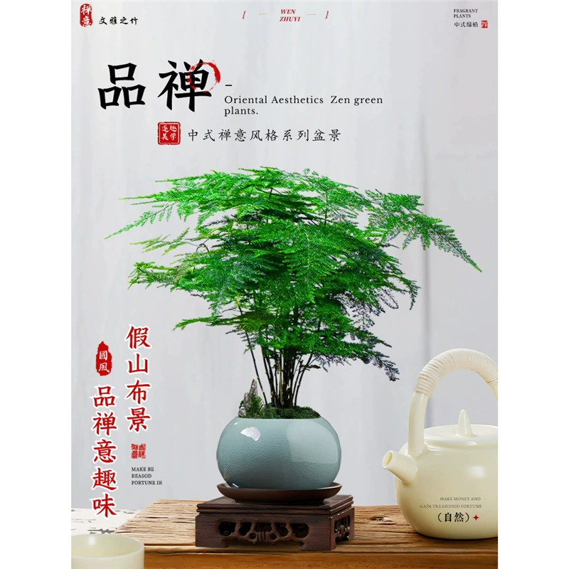 Спаржа в горшке для дома, высококачественный ландшафтный дизайн, китайский бонсай дзен, небольшое настольное зеленое растение, комнатное растение в горшке, легко обслуживать круглый год