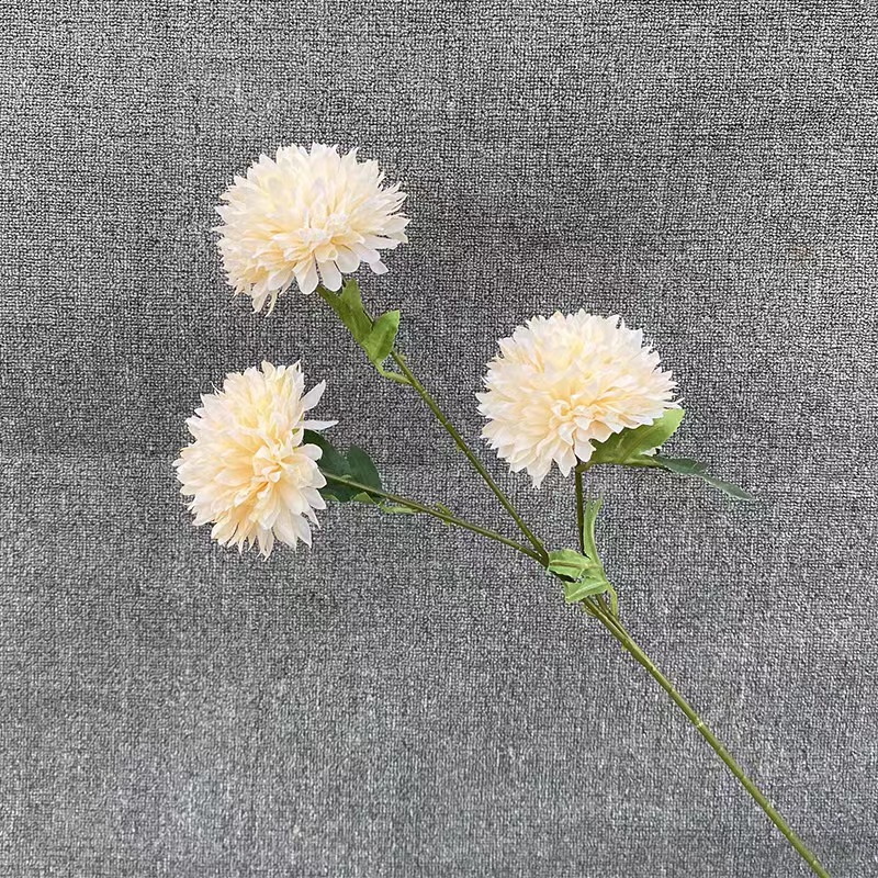 3 머리 민들레 샴페인