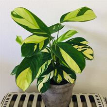 �����ͮ��������� Maranta arundinacea�S���Rِ�����󱱚W�L�Gֲ