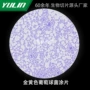 生物微生物研究高校玻片