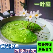 �të����Ƽ��ɏˮ��ˮ��ֲ���҃��̨�ļ��_���~�׸���ˮ��