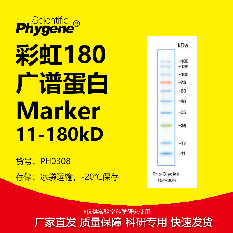 PH0308 彩虹预染蛋白Marker 11-180kD 特价 蛋白Marker Phygene