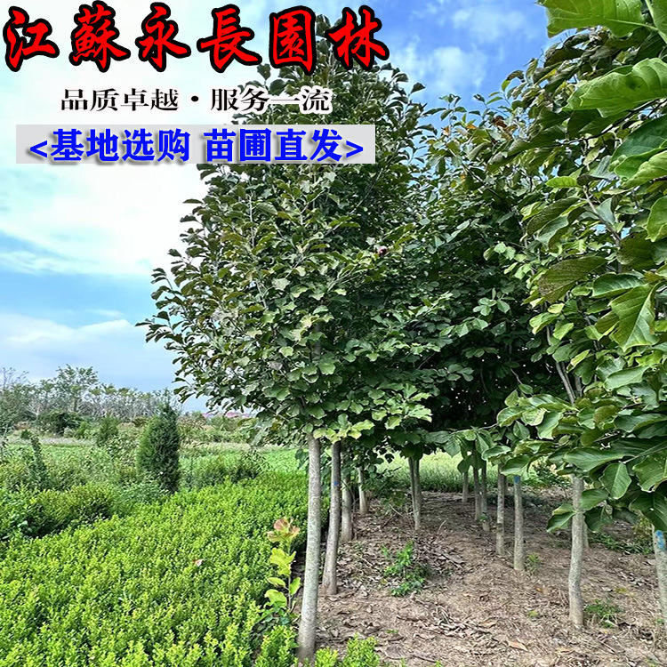 苗圃直供二乔玉兰绿化花木庭院观赏盆栽装饰点缀规格齐全二乔玉兰