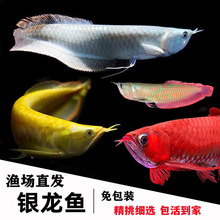 七彩银龙鱼热带金龙鱼红龙鱼大型热带观赏鱼活体黄化银龙鱼包活