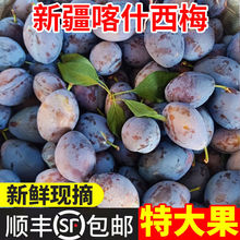 【顺丰5斤】正宗新疆喀什西梅李子新鲜水果现摘爆甜大西梅鲜果1斤