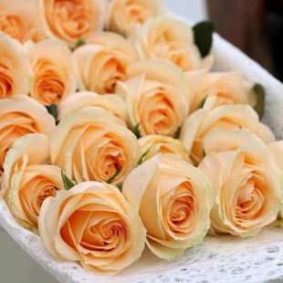 Dropshipping Peach Snow Mountain Rose Seedlings Blooming Rose Potted Flowers Climbing Plants Vines Rose Green Plants