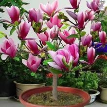 浓香型玉兰花苗矮化植物南北方阳台庭院种植四季开花卉