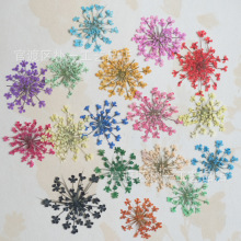 雪珠花 蕾丝花干花压花真树叶植物标本真花脸部装饰真花瓣材料包