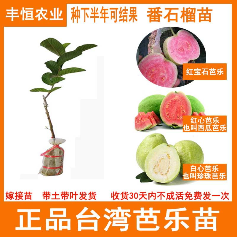 Саженцы дерева гуавы, саженцы гуавы с красным сердцем, южные посадки в горшках во дворе, четырехсезонные фруктовые деревья, плодоносящие в том же году.