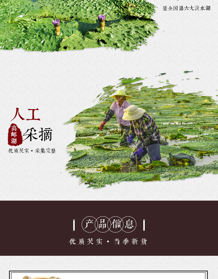 Fresh Gorgon Fruit Qian Shi 500g Bag Premium Euryale Ferox Seeds for Cooking and Soup key features