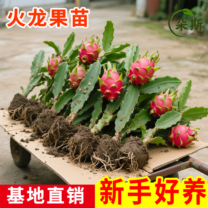 火龙果树果苗南方北方种植特大红肉红心火龙果苗盆栽地栽当年结果