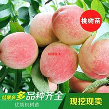 Ѫ�Ҙ����ˮ���Ҙ����������\���S���箔��Y��ӳ˪�t���Ҙ���