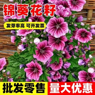 �\�����N���ļ��̨ͥԺ�ͺ�����Խ���G�����X�ϻ������ӷNֲ����