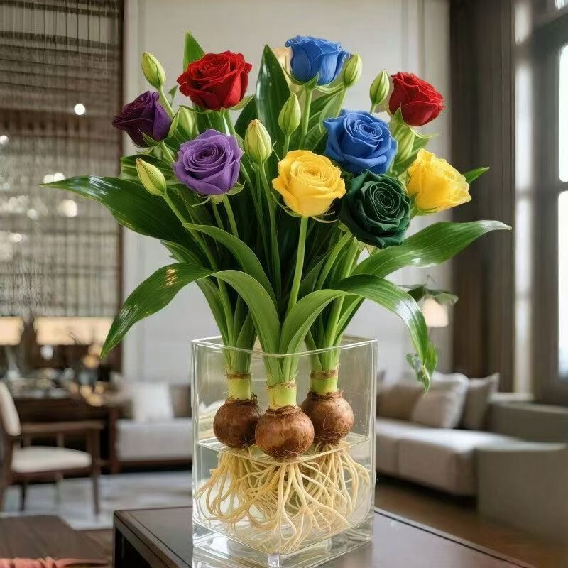 Four-Season Blooming Perfume Rose Double-Flowered Strong Fragrance Soil Culture Hydroponic Plant Potted Mosquito Repellent Insect Repellent Flower Bulb