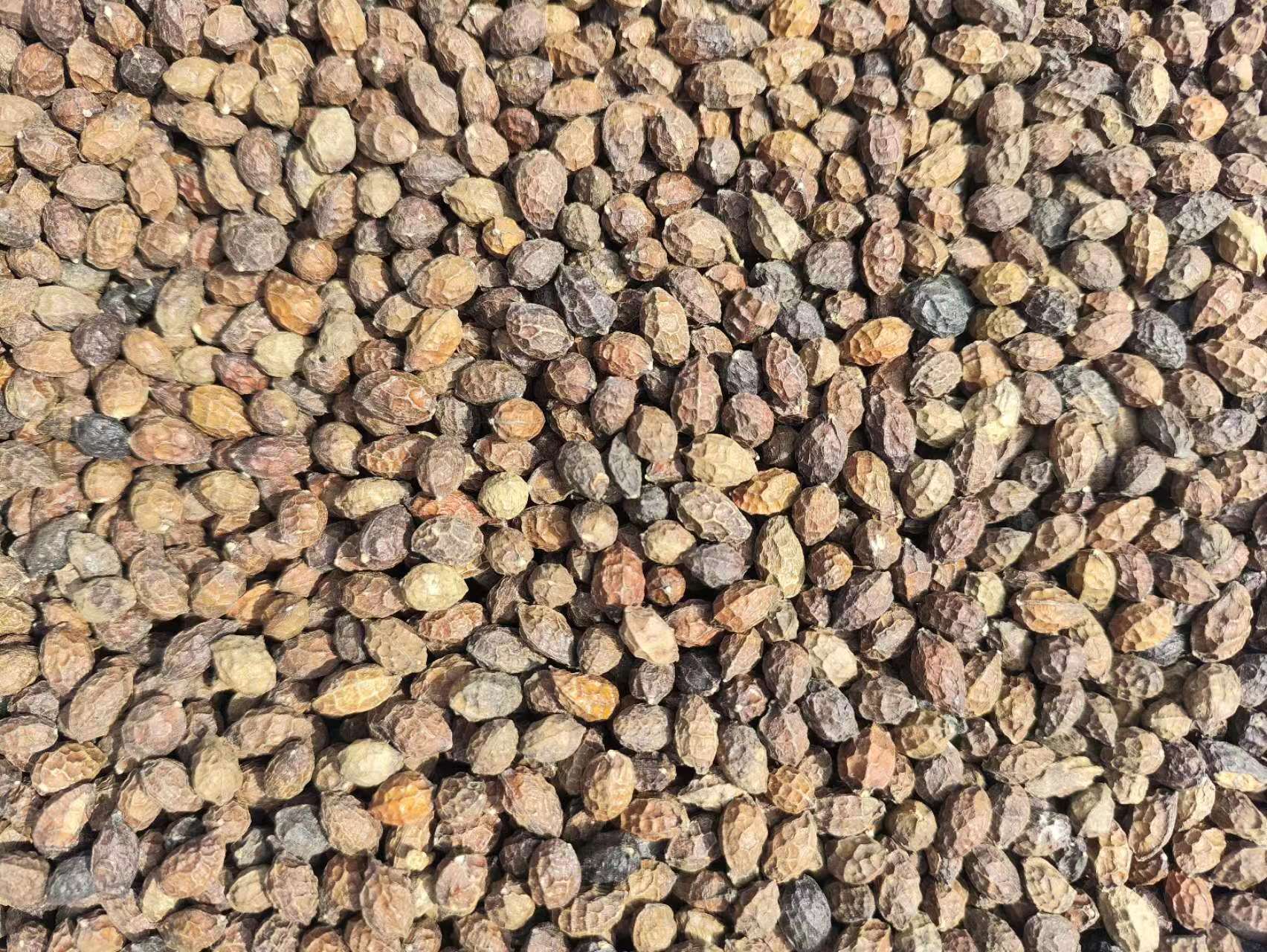Ya Dan Zi (Brucea javanica) — Dried Bitter Seed Herb, 500g, Unsulfured key features