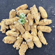 加拿大【20克】西洋参粒头250g花旗参圆粒头短支煲汤泡水滋补养生