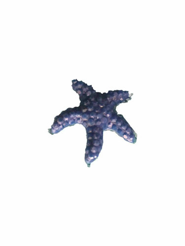 海洋瓶鱼缸装饰品彩色小海星树脂小摆件平底海星批发