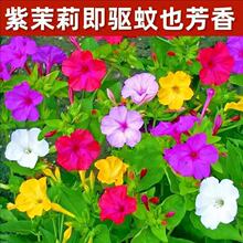 【跨境供货】五彩香茉莉种子洗澡红晚饭花子紫茉莉条纹地雷花籽阳