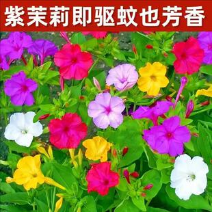 ���羳��؛�����������N��ϴ��t�����������l�y���׻����