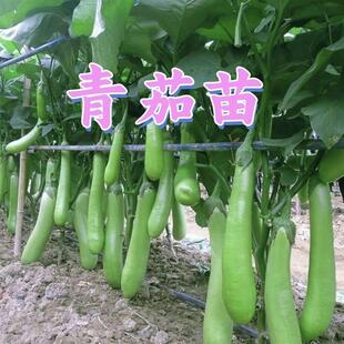 Guangdong Green Eggplant Emerald Eggplant Seedlings Freshly Pulled with Mud Open-Air Seedlings Seasonal Vegetables Green-Skinned Eggplant Seedlings Green
