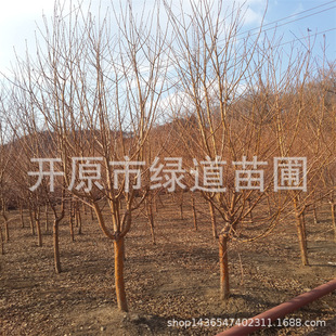 ����ɽ�ҳ�����@ֲ��ɽ�ҳ����е���|��ɽ�ҳ���С�����l