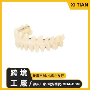 Cross-Border New Simulation Dentures Upper and Lower Double Row Plastic Denture Model Braces Oral Teaching Materials Manufacturer Wholesale
