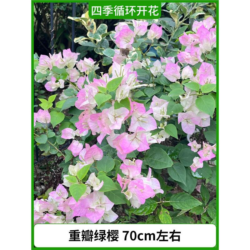 이중 녹색 체리의 높이는 약 70cm입니다. [사계절 내내 꽃이 핀다] (원래 화분에서 배송됩니다)